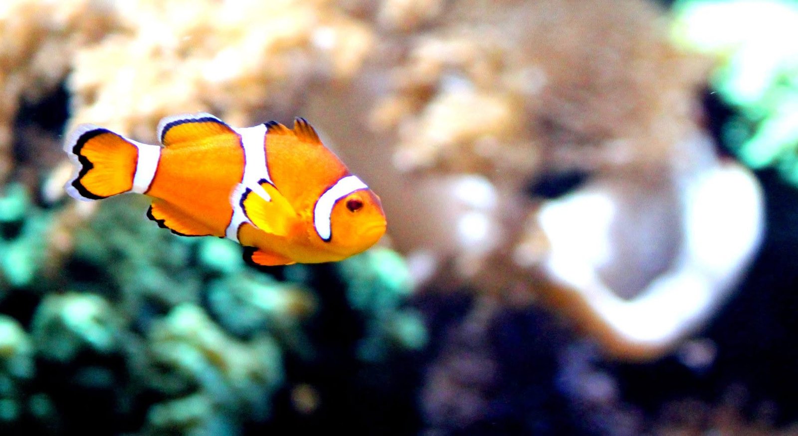 Visiter l&rsquo;Oceanogràfic de Valence : Billets, tarifs et astuces